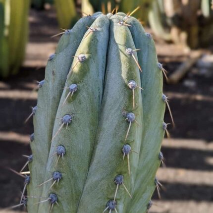 Buy Trichocereus peruvianus Sydney