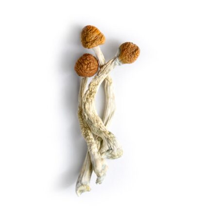 Buy Brazilian Magic Mushrooms Australia