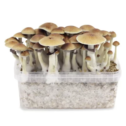 Buy Amazonian Mushroom Grow Kit Australia