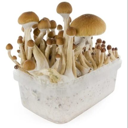 Buy Copelandia Hawaiian Mushroom Grow kit Australia