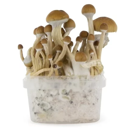 Buy McKennaii Mushroom Growing Kit Australia