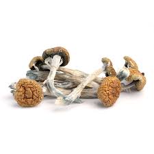 Buy Magic Mushroom Australia