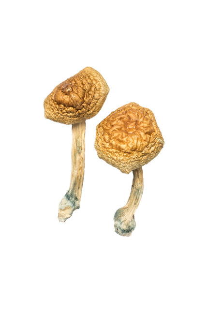 Golden Mammoth Magic Mushroom Wodonga