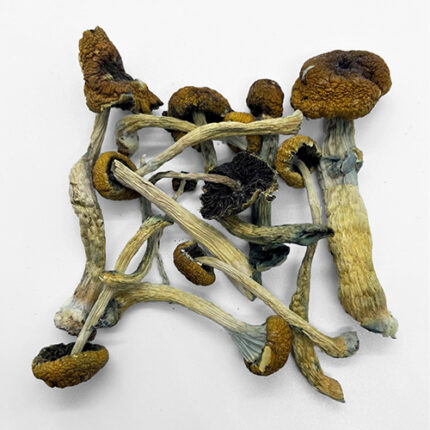 Buy Malabar Magic Mushroom in Australia