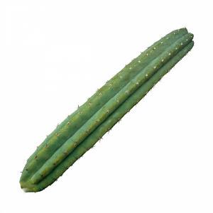 Buy San Pedro Cactus Pachanoi New South Wales